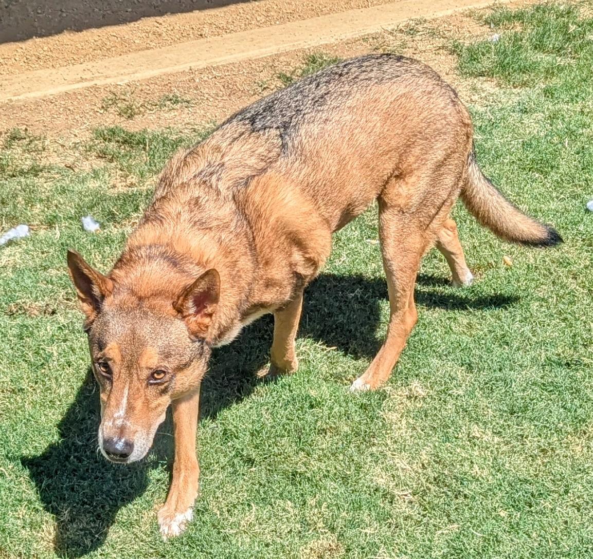 Pablo A175821, an adoptable German Shepherd Dog in Plano, TX, 75093 | Photo Image 3