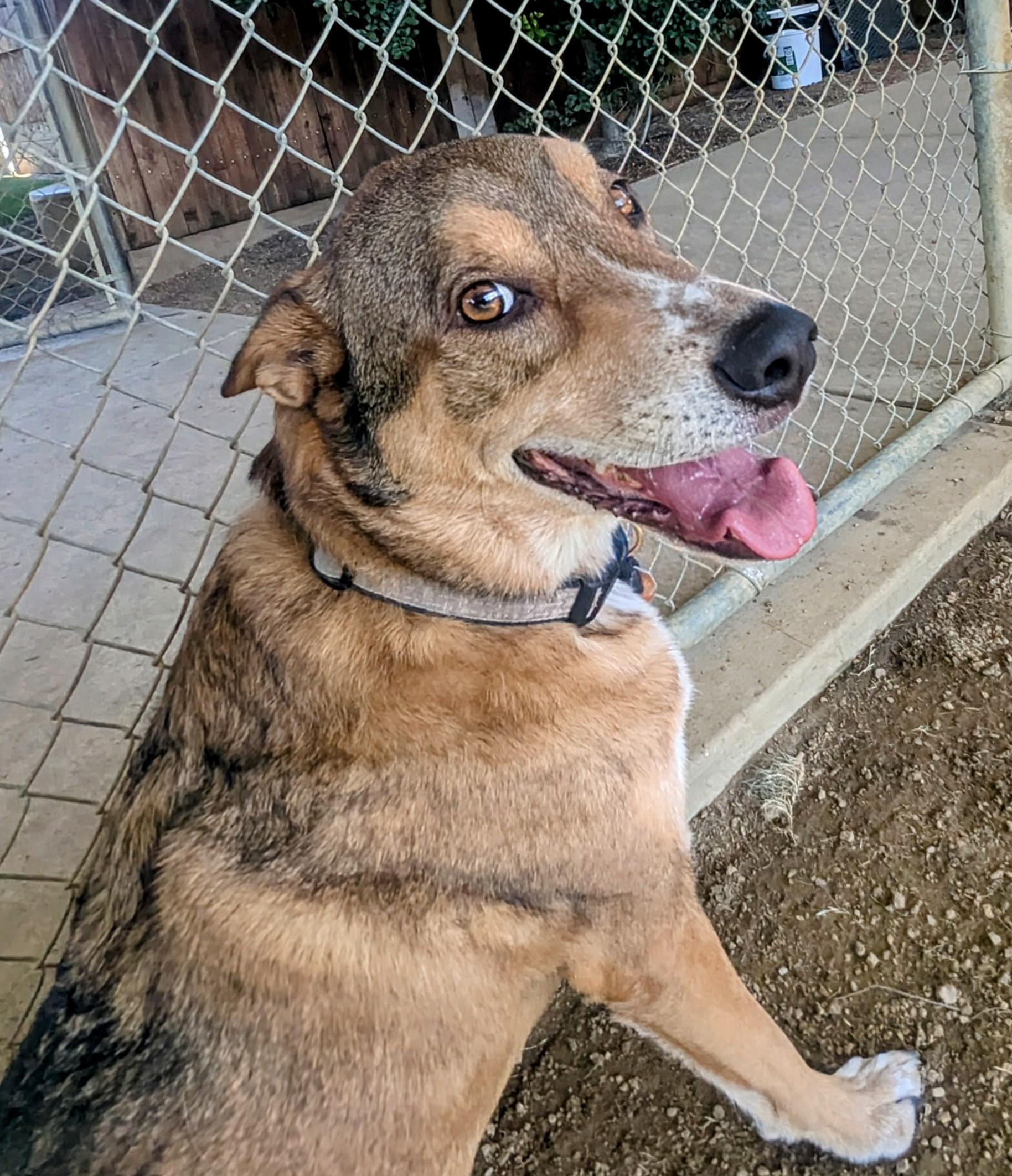 Pablo A175821, an adoptable German Shepherd Dog in Plano, TX, 75093 | Photo Image 2