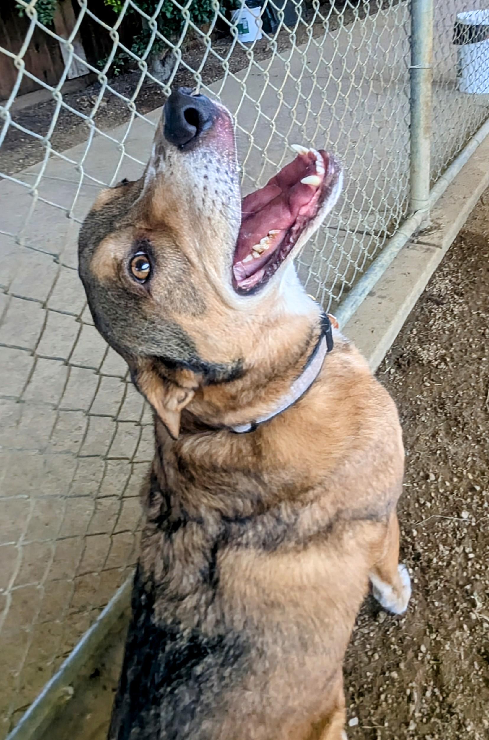 Pablo A175821, an adoptable German Shepherd Dog in Plano, TX, 75093 | Photo Image 5