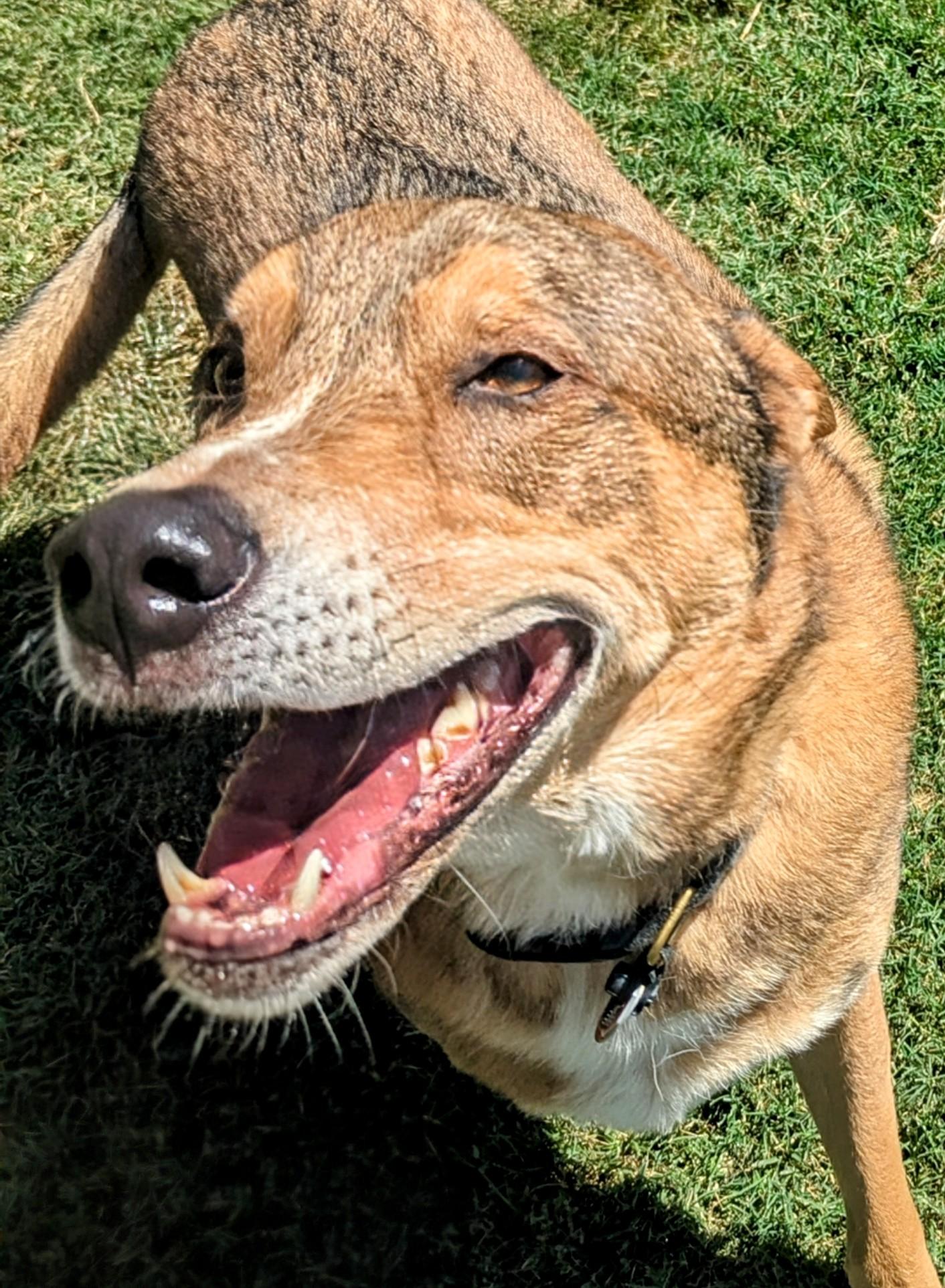 Pablo A175821, an adoptable German Shepherd Dog in Plano, TX, 75093 | Photo Image 4