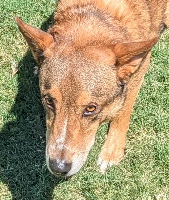 Pablo A175821, an adoptable German Shepherd Dog in Plano, TX, 75093 | Photo Image 6