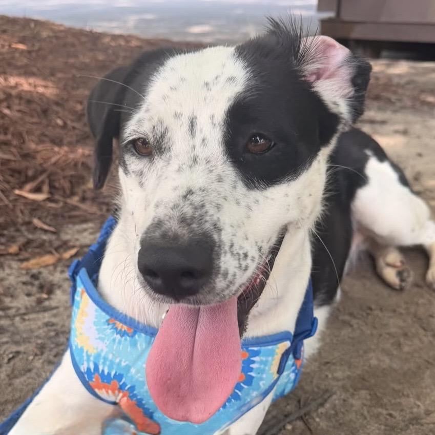 Enlarge Lorrie, a Adoptable mixed breed in Port Byron , NY image 2/6