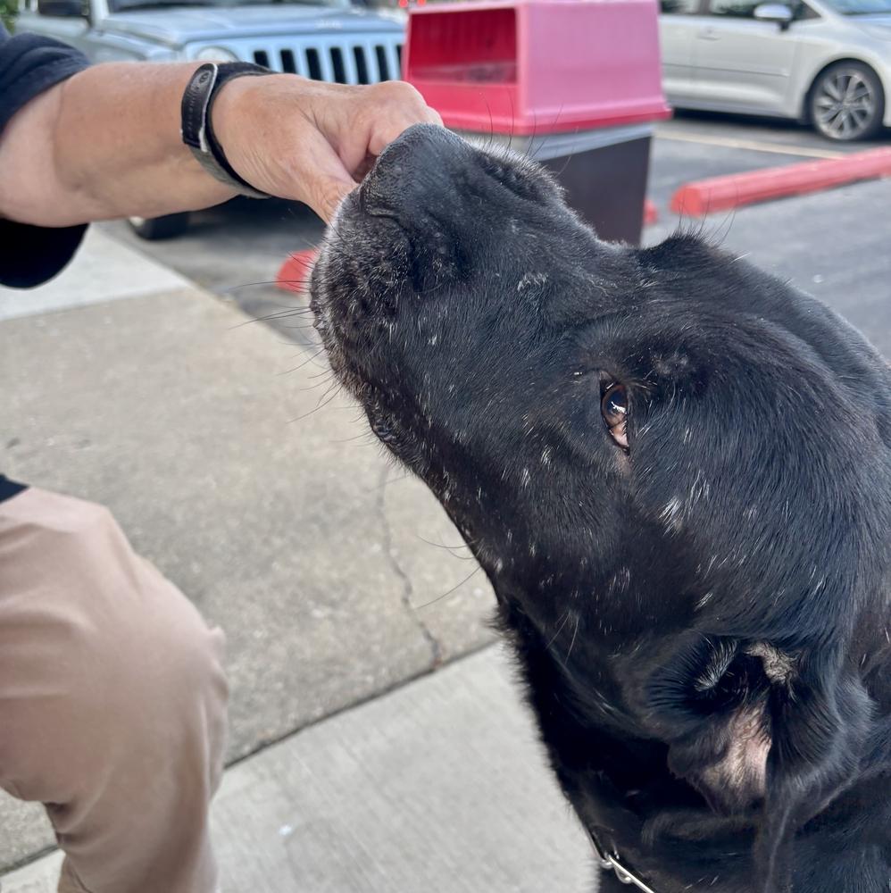 King, Adoptable, Young Male Mastiff & Labrador Retriever.