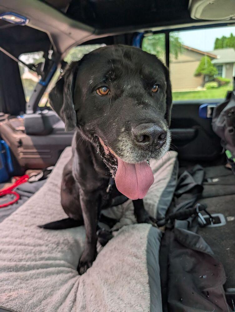 Enlarge King, a Adoptable mixed breed in Oswego, IL image 2/4