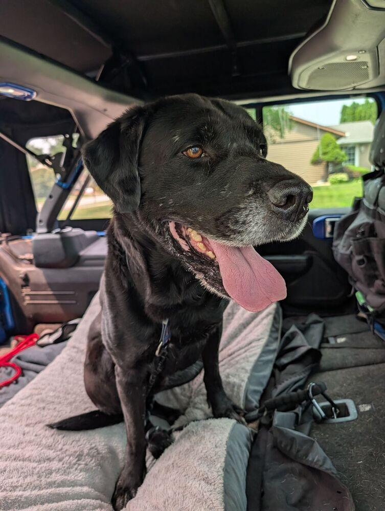 Enlarge King, a Adoptable mixed breed in Oswego, IL image 3/4