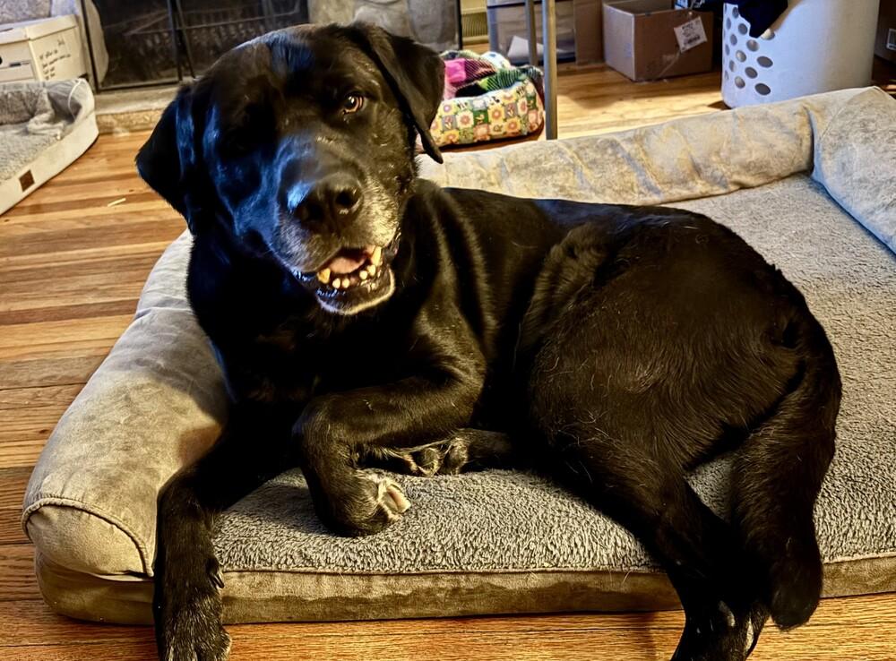 Enlarge King, a Adoptable mixed breed in Oswego, IL image 4/4