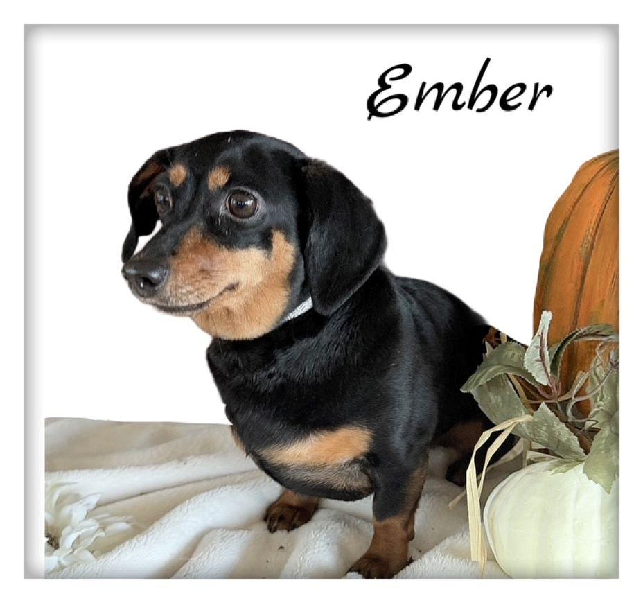 Enlarge Ember, a Adopted Dachshund in Tulsa, OK image 6/6