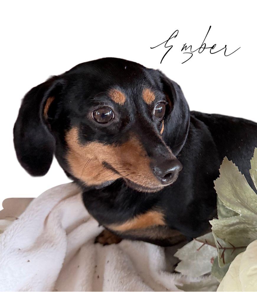 Enlarge Ember, a Adopted Dachshund in Tulsa, OK image 5/6