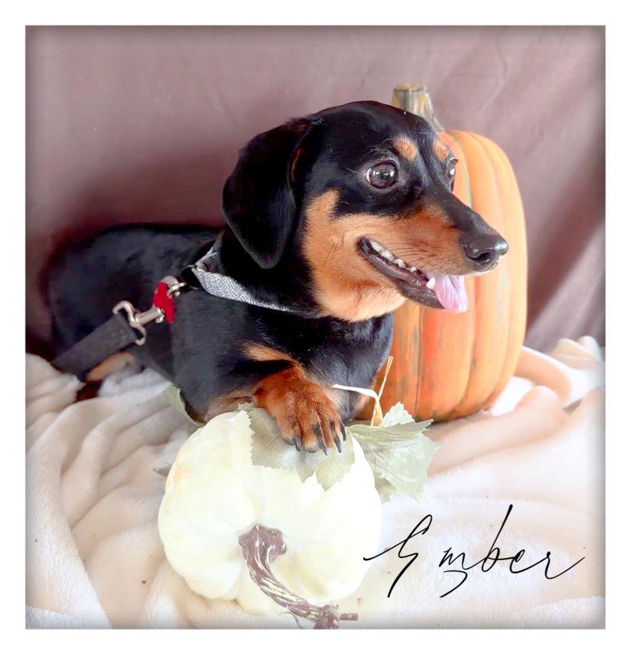 Ember, Adopted, Adult Female Dachshund.