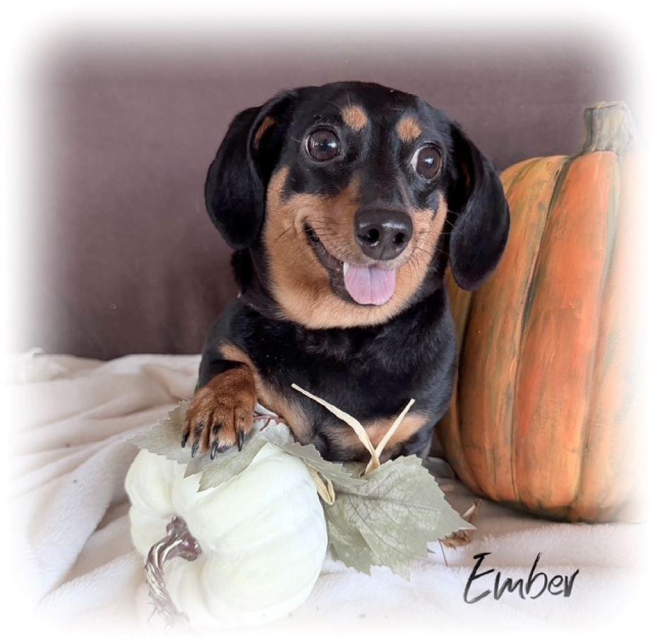Enlarge Ember, a Adopted Dachshund in Tulsa, OK image 3/6