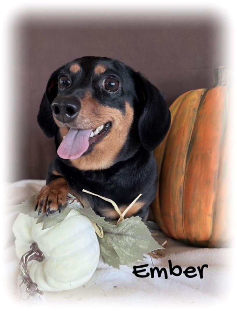 Enlarge Ember, a Adopted Dachshund in Tulsa, OK image 4/6