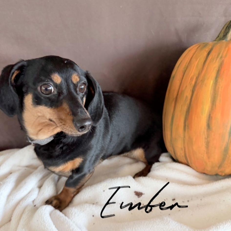 Enlarge Ember, a Adopted Dachshund in Tulsa, OK image 2/6