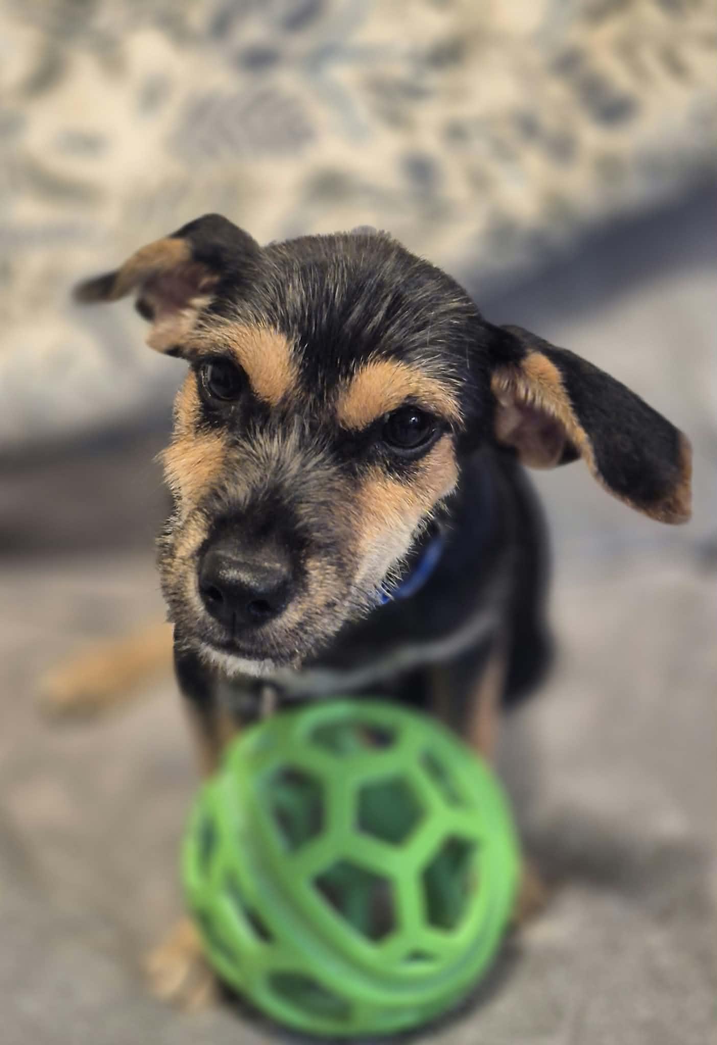 Maverick, Adoptable, Puppy Male Schnauzer & Terrier.