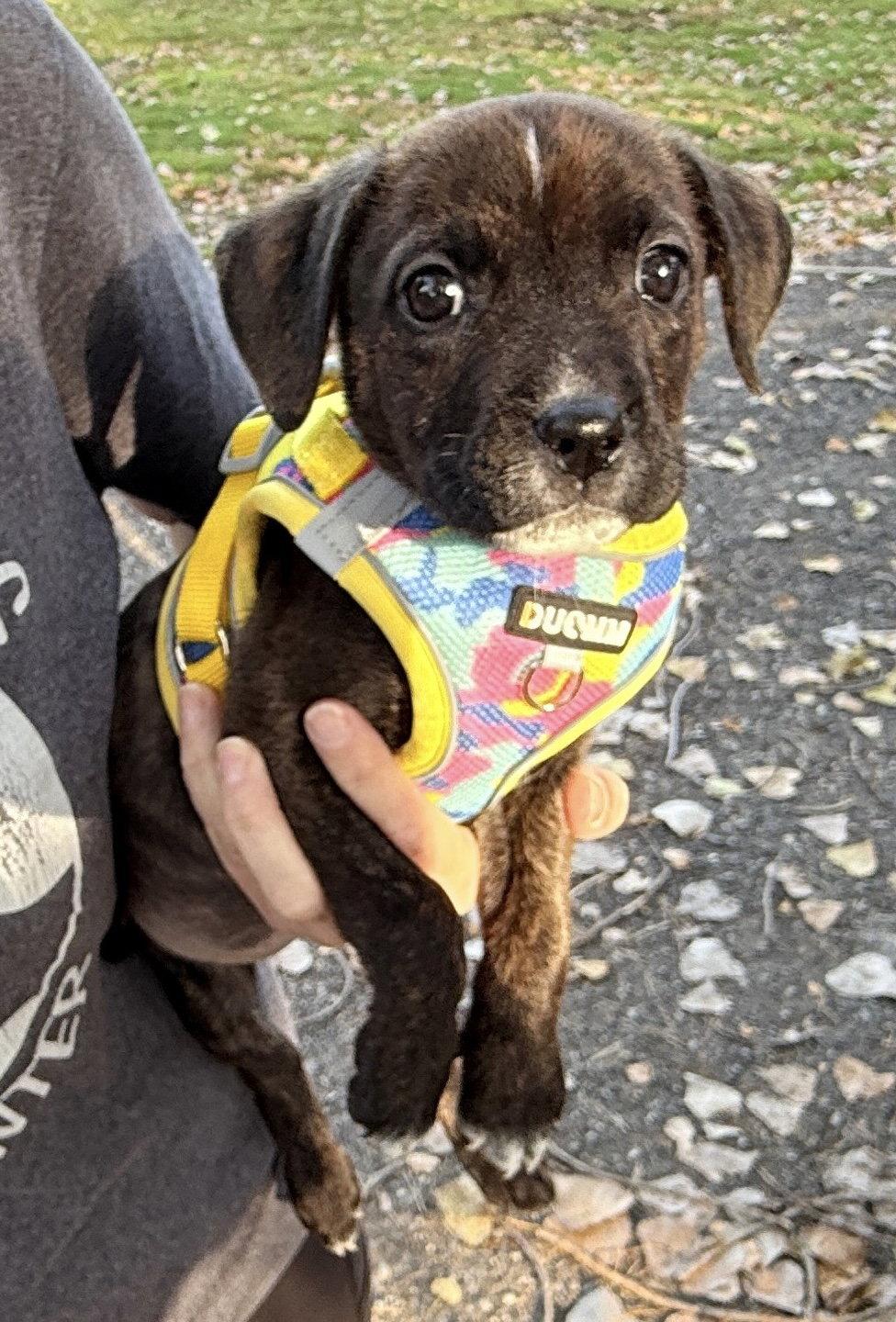 Zena, Adoptable, Puppy Female Pit Bull Terrier.