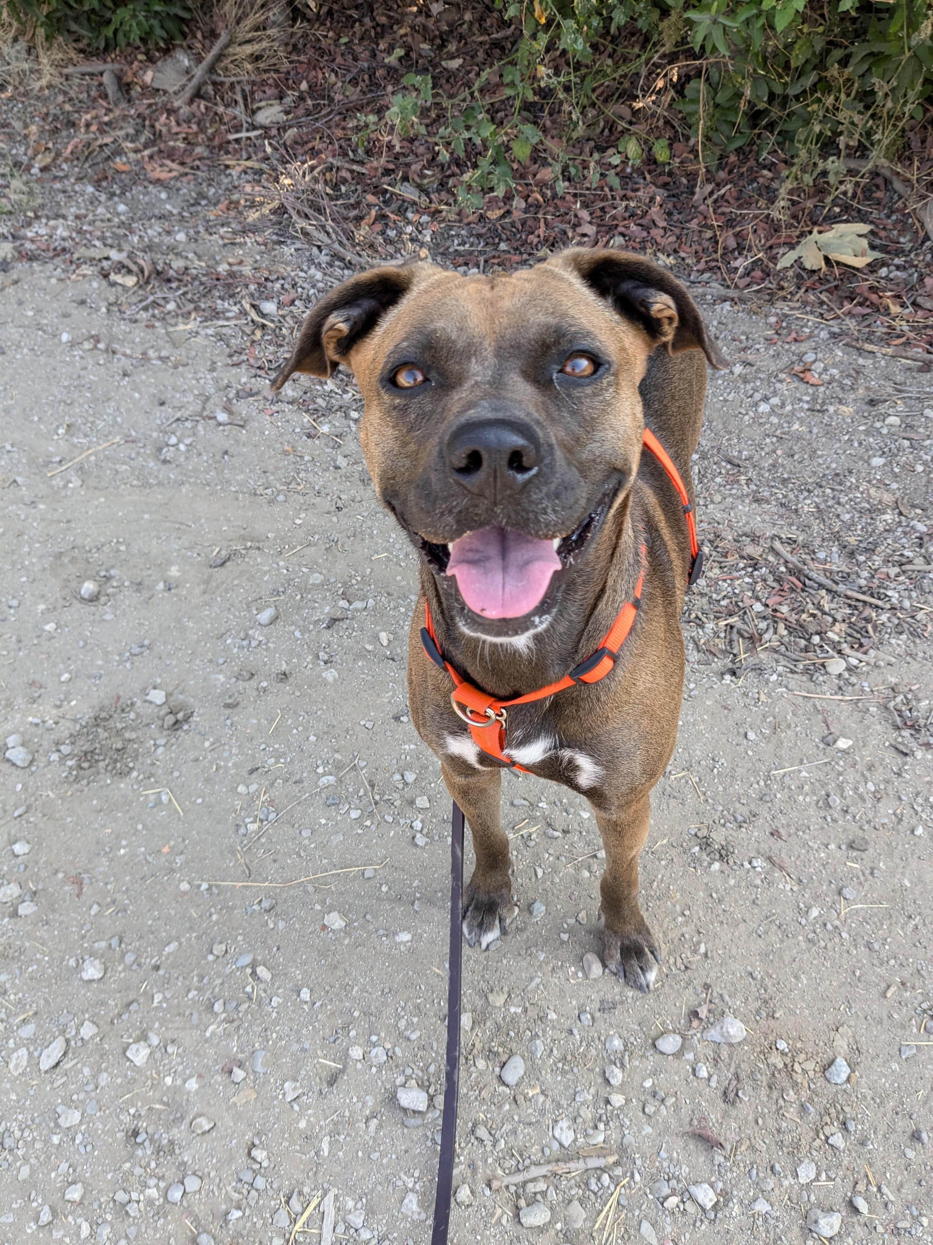 Echo, a ADOPTABLE mixed breed in Santa Paula, CA image 1/4