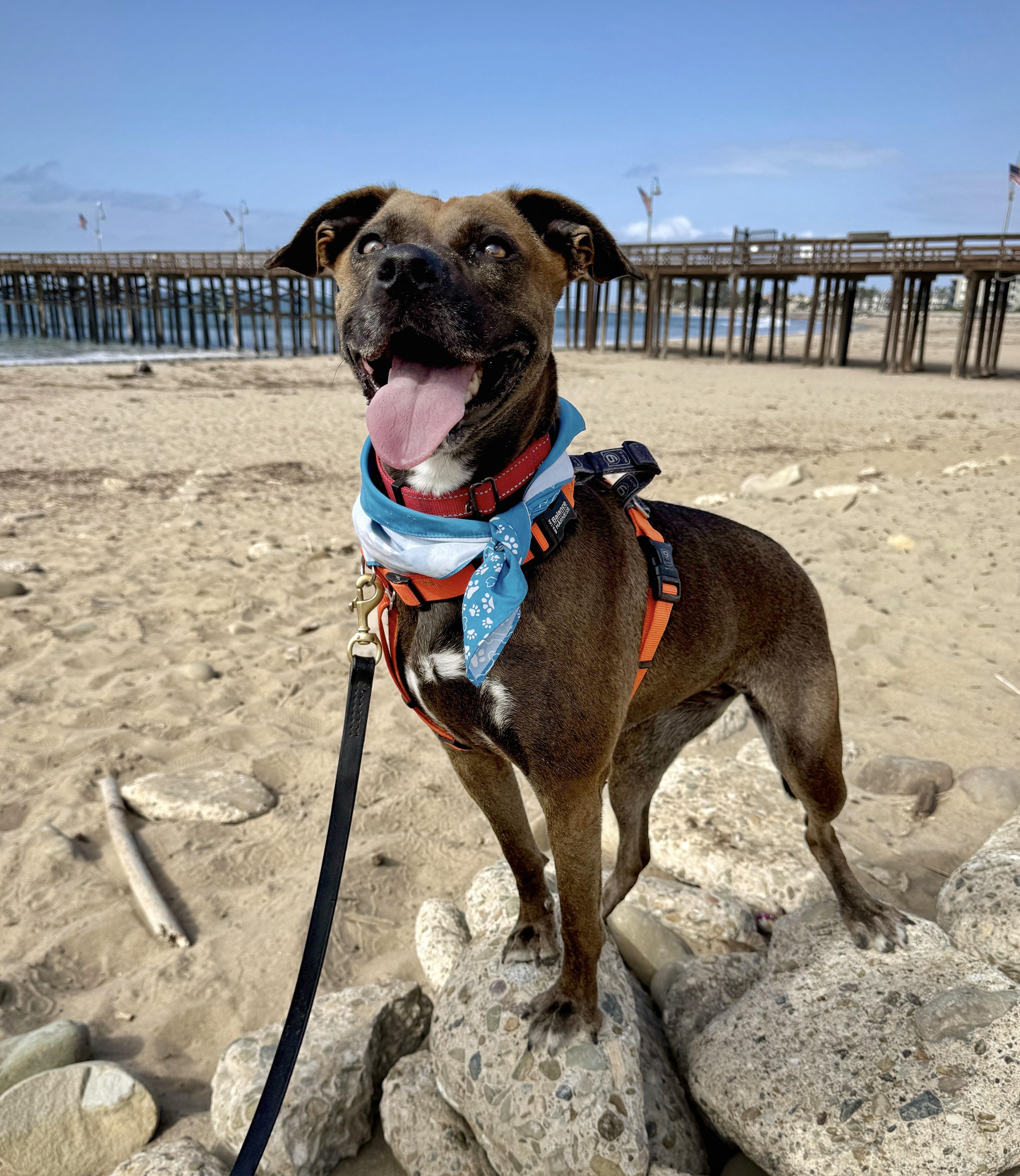 Echo, Adoptable, Adult Female Mixed Breed.