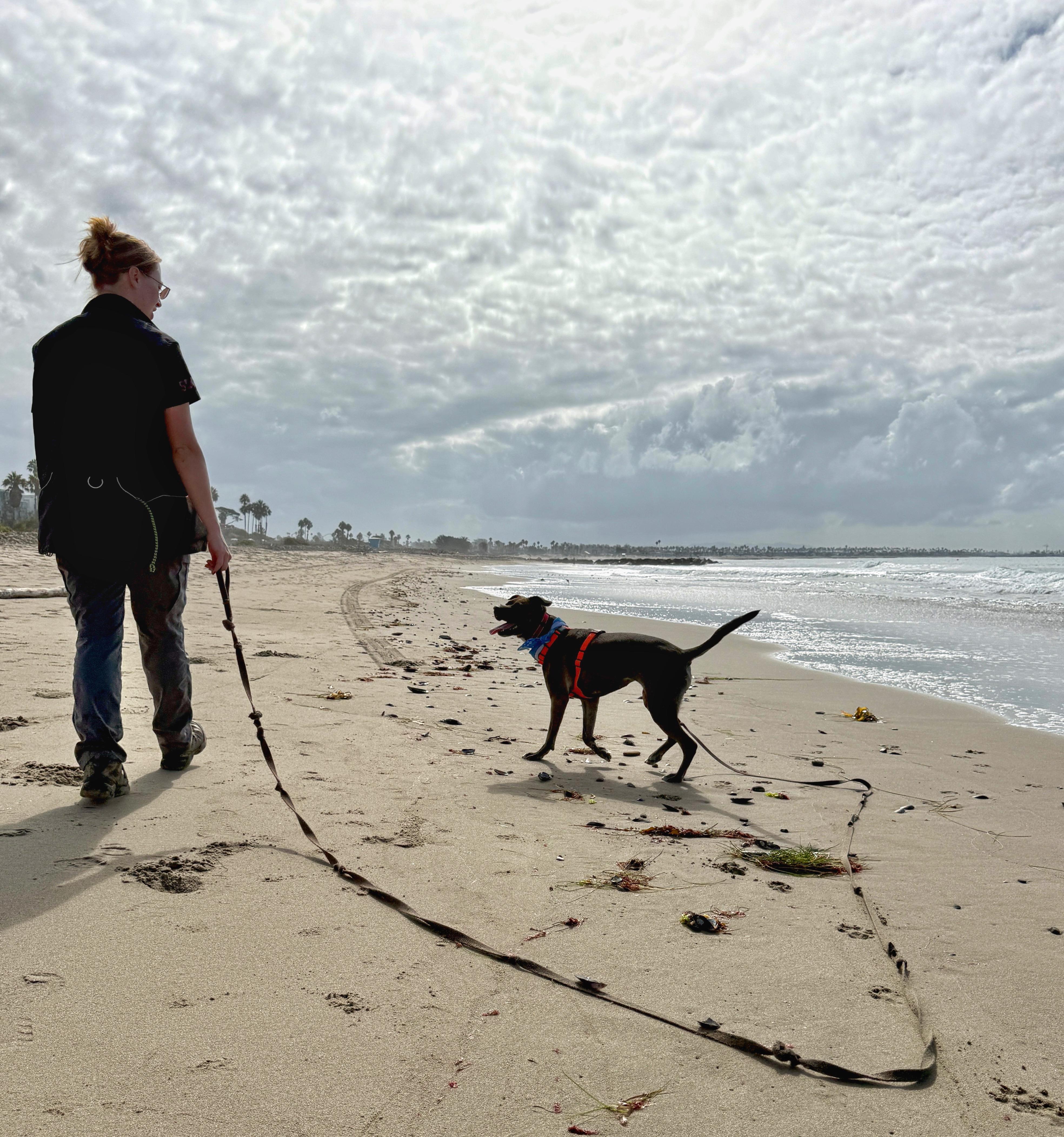 Enlarge Echo, a Adoptable mixed breed in Santa Paula, CA image 2/5