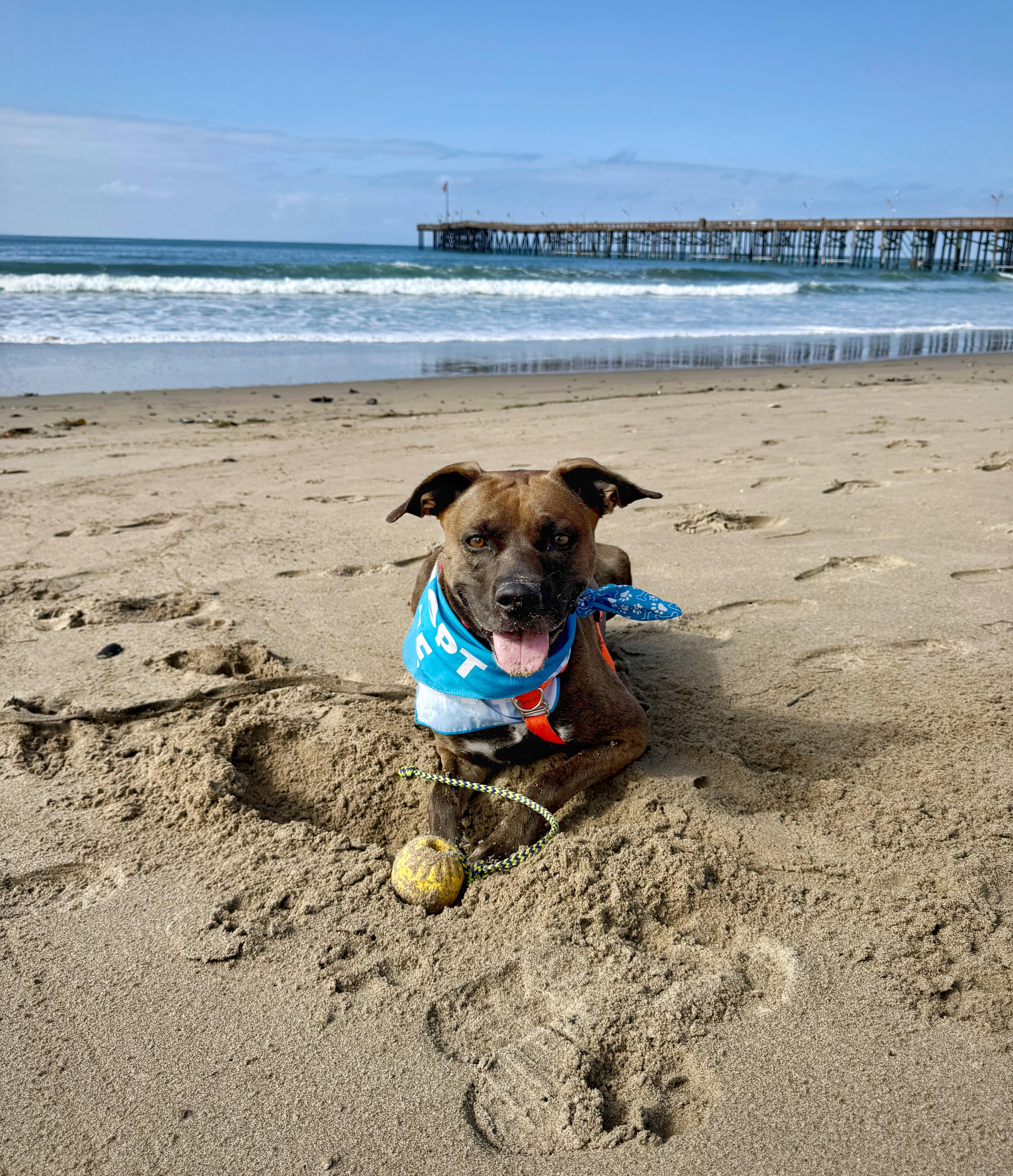 Enlarge Echo, a Adoptable mixed breed in Santa Paula, CA image 3/5