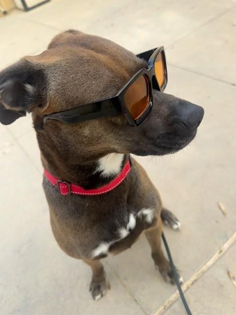 Echo, ADOPTABLE, Adult Female Mixed Breed.