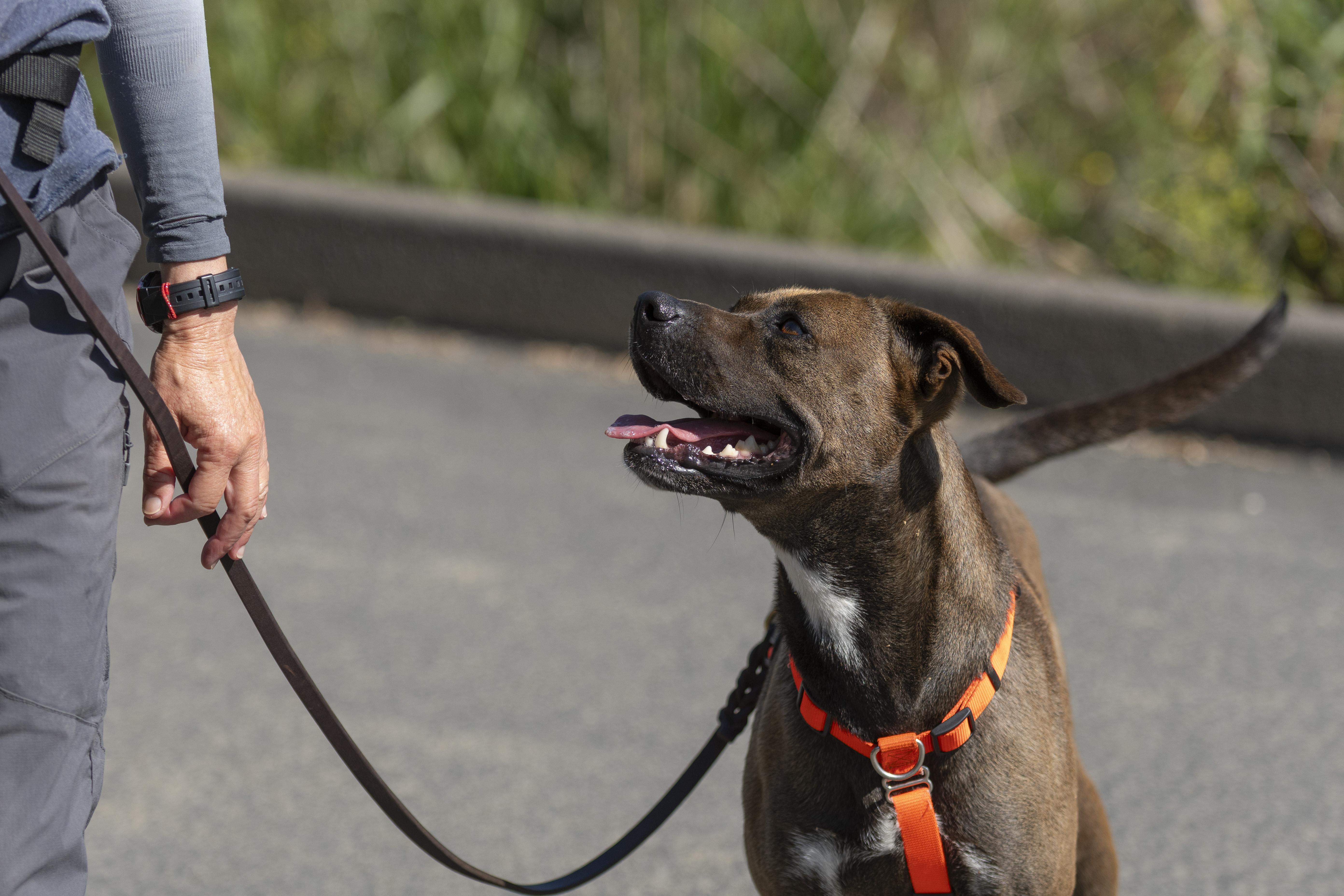 Enlarge Echo, a ADOPTABLE mixed breed in Santa Paula, CA image 3/5