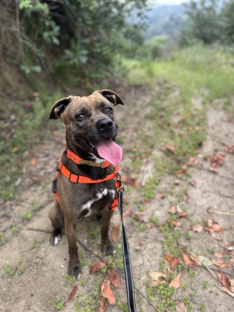 Echo, a ADOPTABLE mixed breed in Santa Paula, CA image 2/4