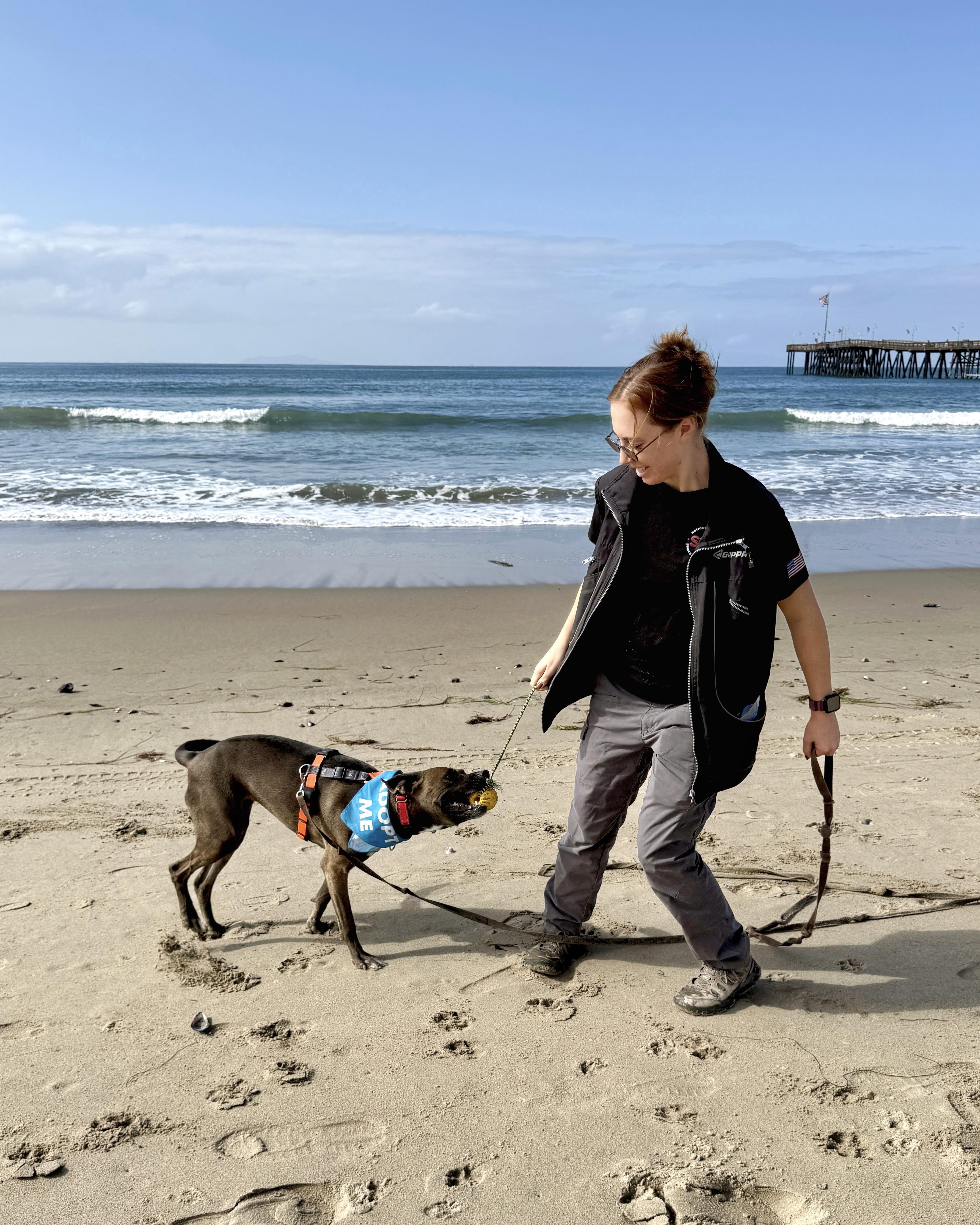 Enlarge Echo, a Adoptable mixed breed in Santa Paula, CA image 4/5