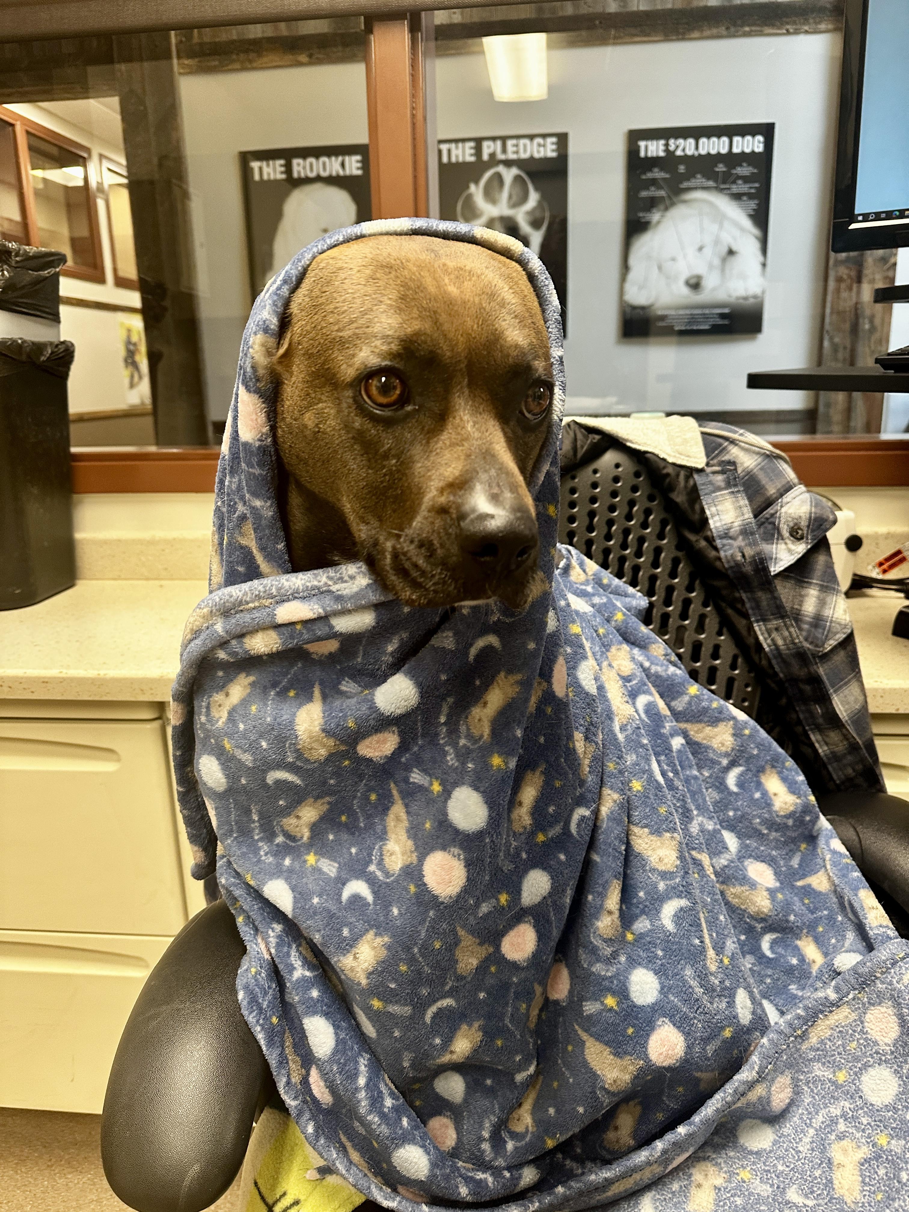 Echo, a ADOPTABLE mixed breed in Santa Paula, CA image 3/4