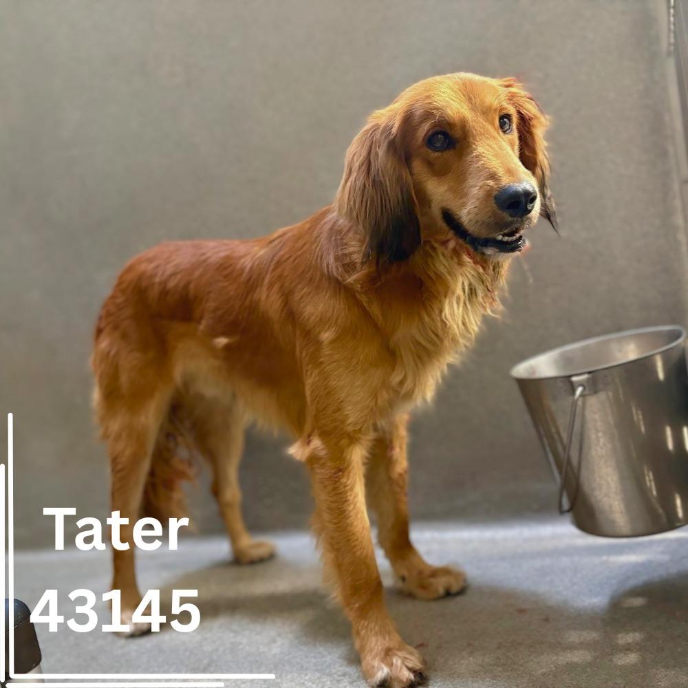Carter - ADOPTED, an adopted mixed breed in Tampa, FL image 2/2