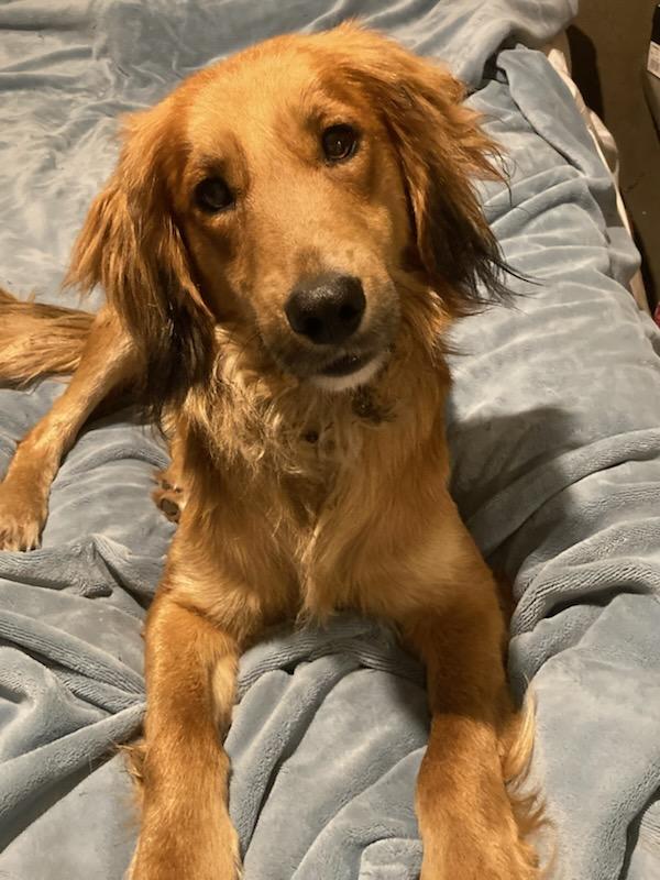 Carter - ADOPTED, adopted, Adult Male Golden Retriever & Spaniel.