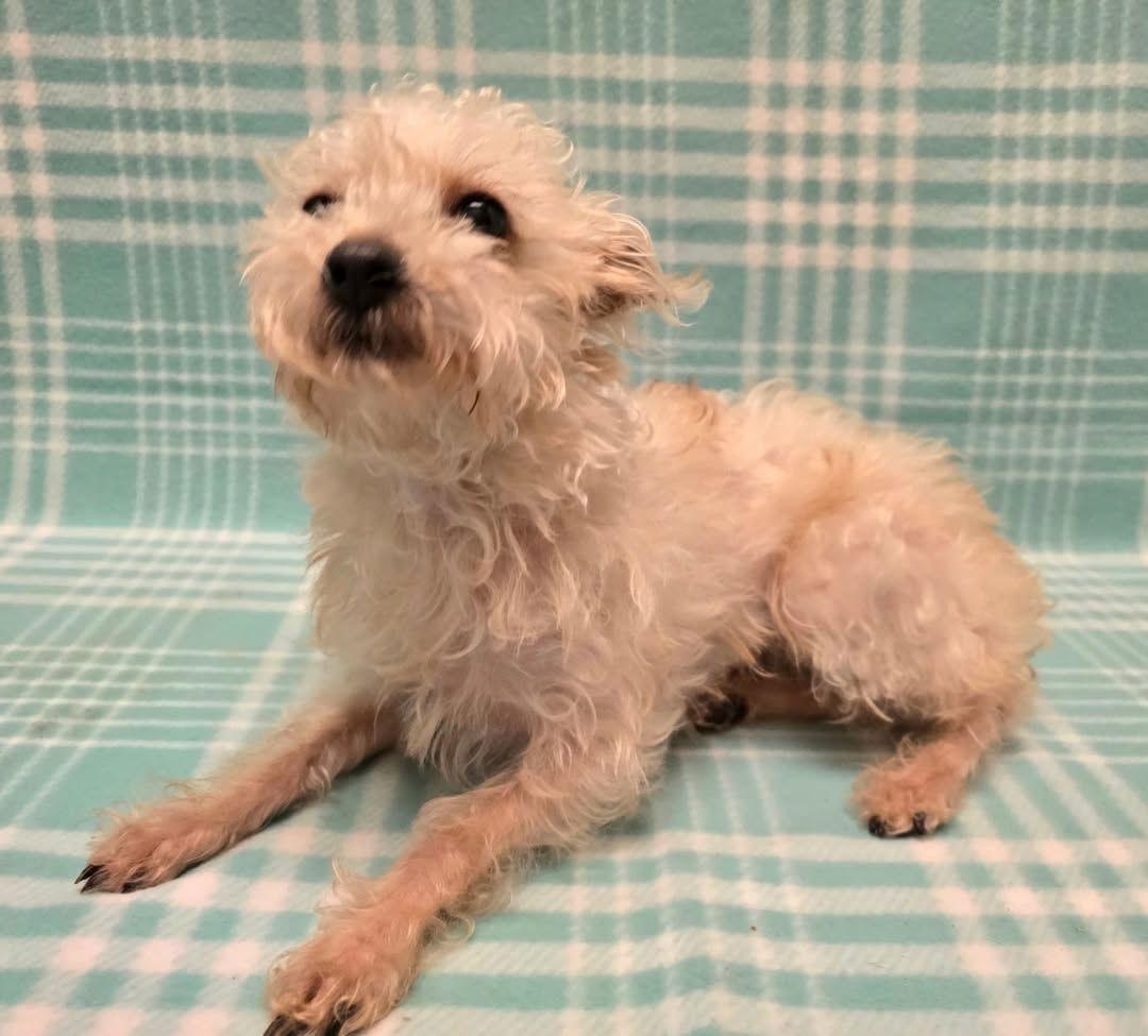 Enlarge Rose, a Adoptable mixed breed in Modesto, CA image 1/1