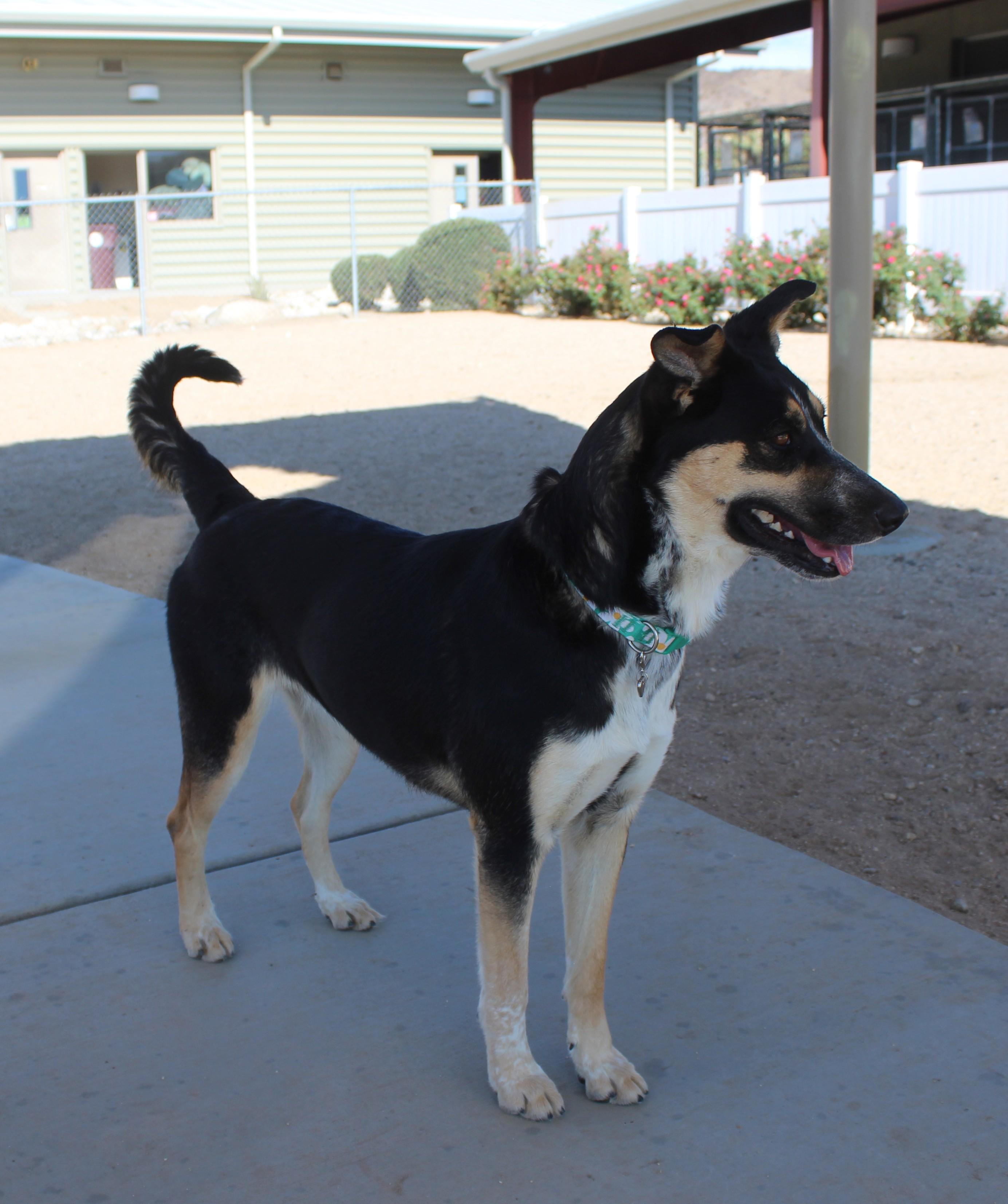 Enlarge Tootsie Roll (Solo Dog), a Adoptable mixed breed in Yucca Valley, CA image 2/6