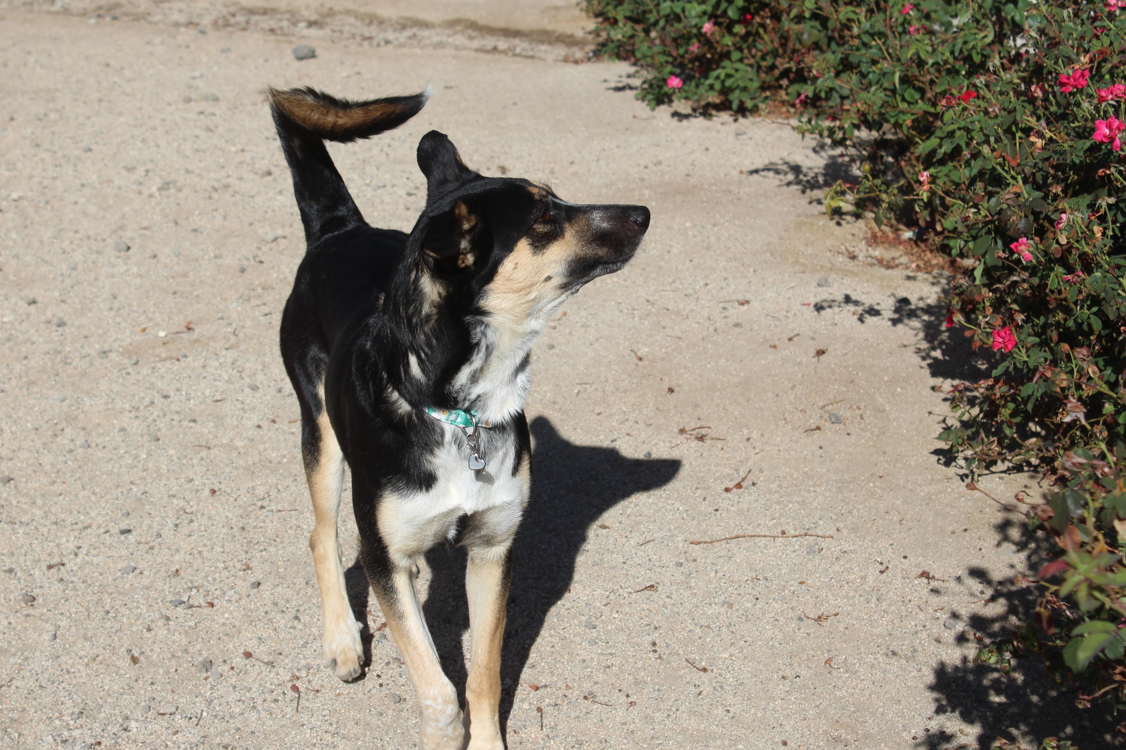 Enlarge Tootsie Roll (Solo Dog), a Adoptable mixed breed in Yucca Valley, CA image 4/6