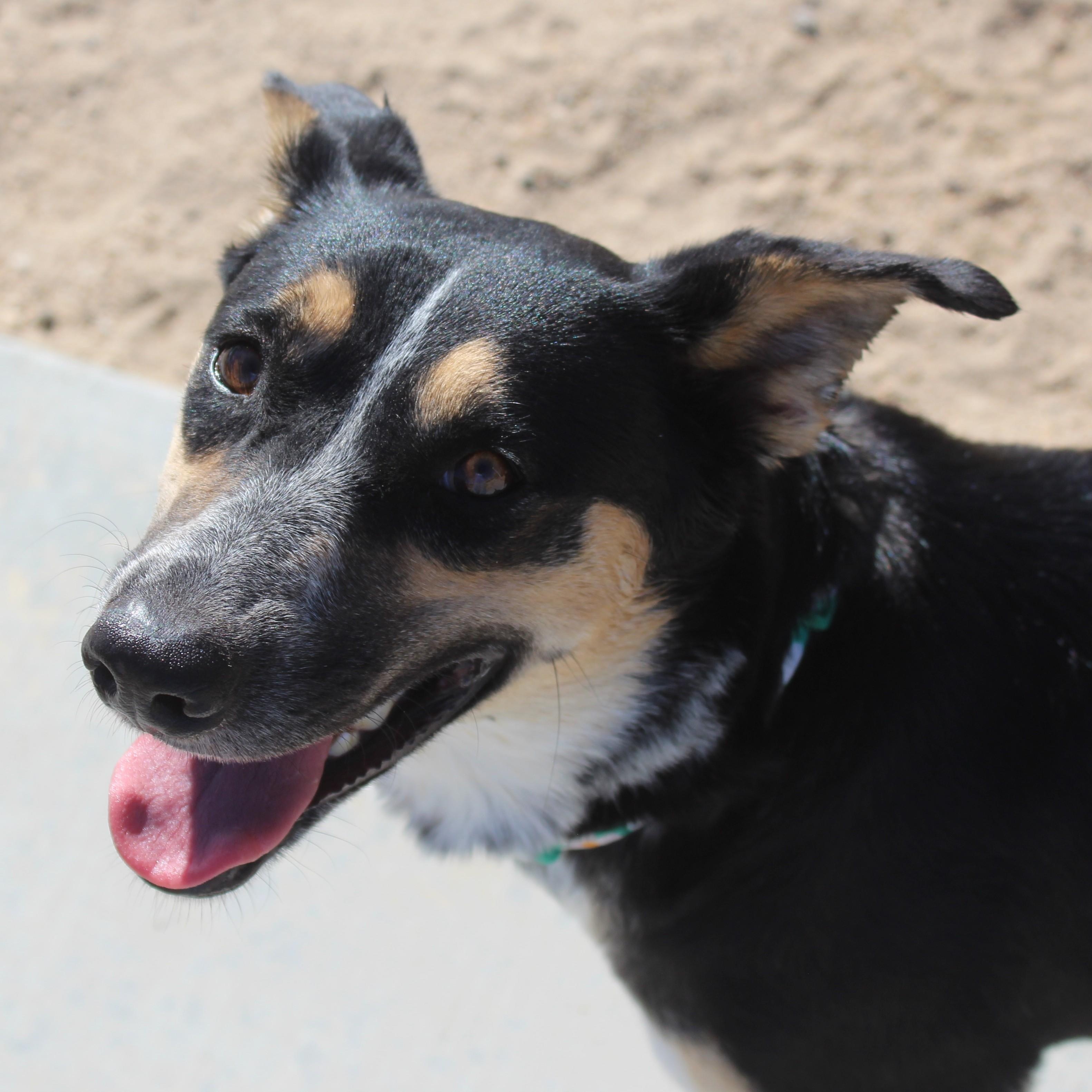 Tootsie Roll (Solo Dog), Adoptable, Adult Female Shepherd & Cattle Dog.