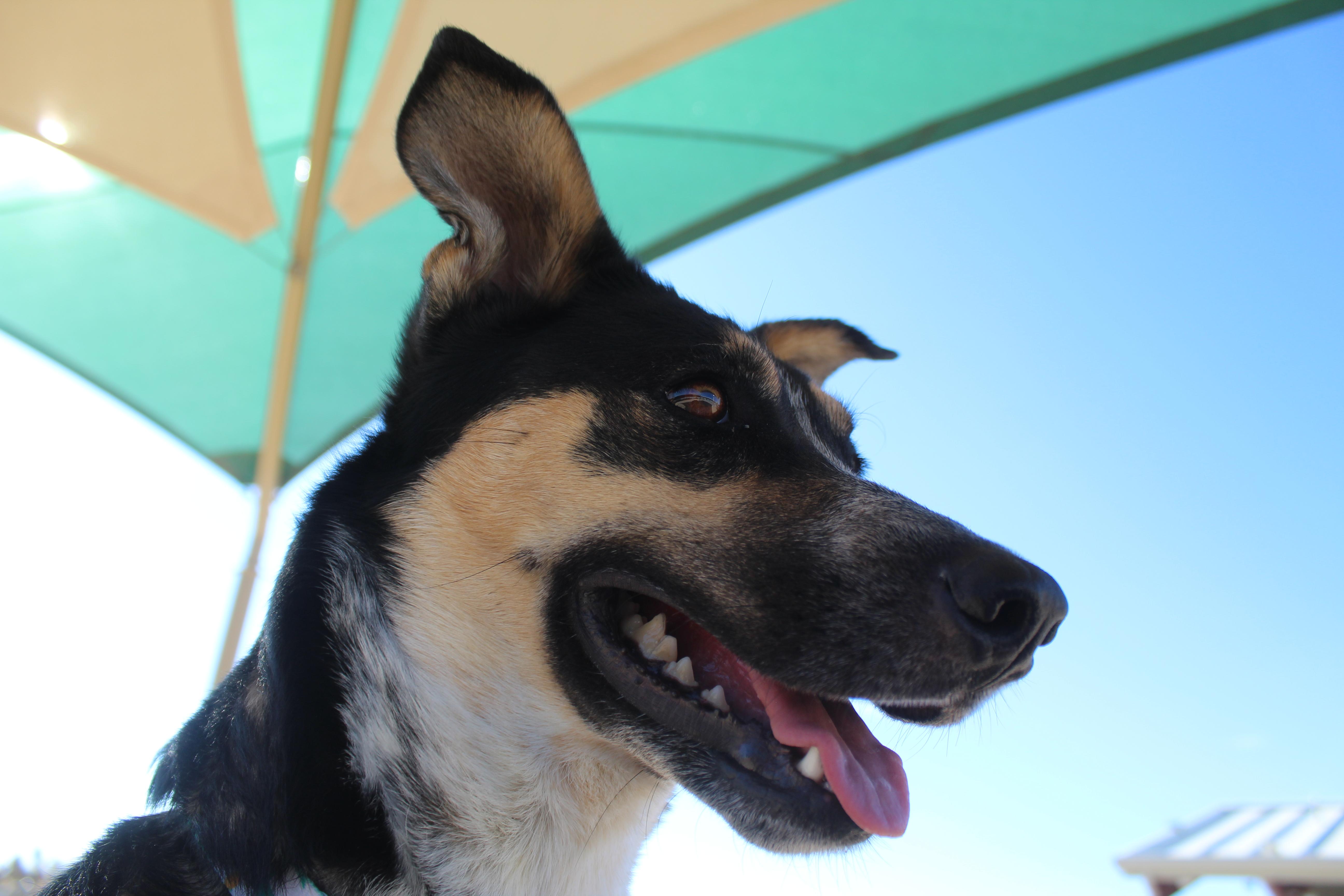 Enlarge Tootsie Roll (Solo Dog), a Adoptable mixed breed in Yucca Valley, CA image 3/6