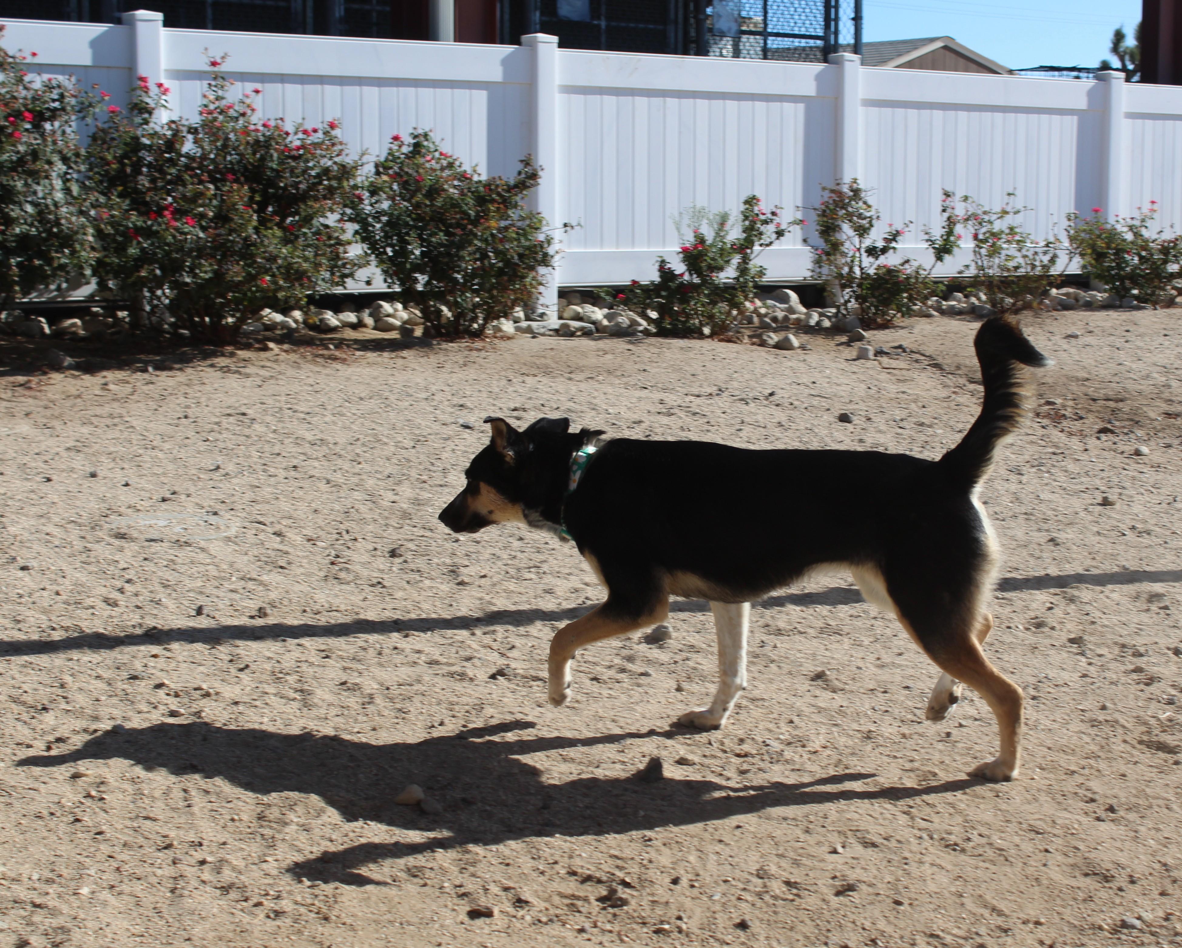 Enlarge Tootsie Roll (Solo Dog), a Adoptable mixed breed in Yucca Valley, CA image 6/6