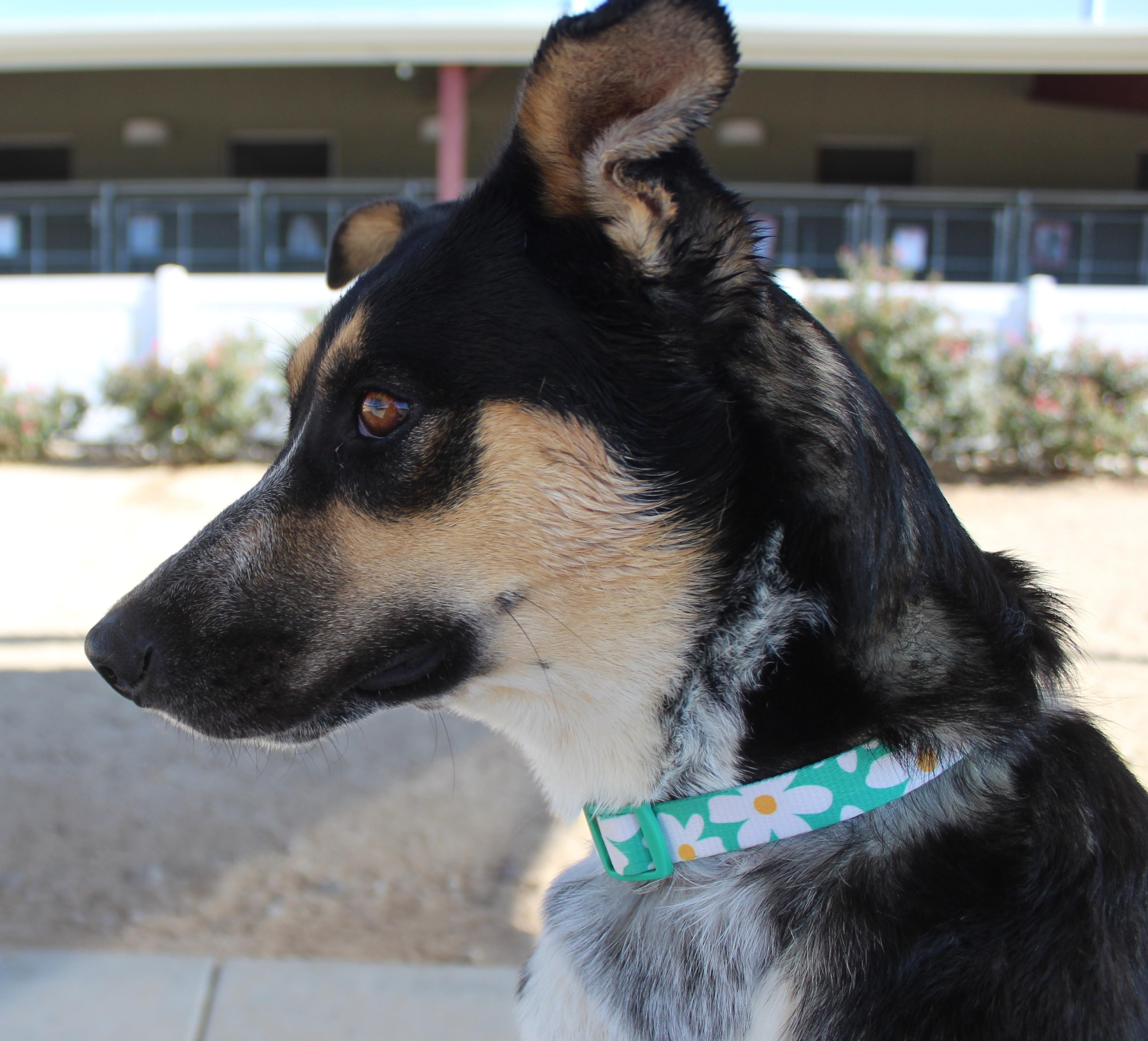 Enlarge Tootsie Roll (Solo Dog), a Adoptable mixed breed in Yucca Valley, CA image 5/6