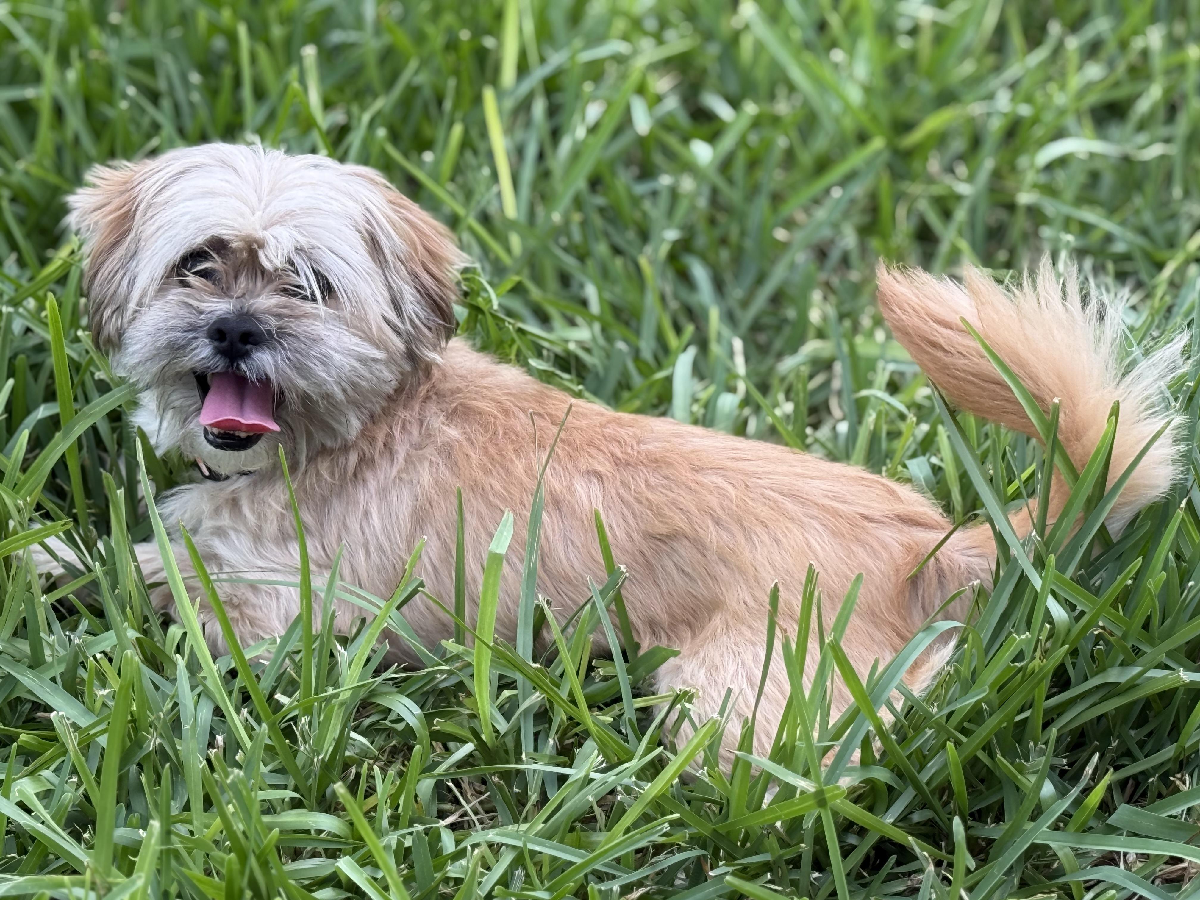 Chewy, Adopted, Adult Male Shih Tzu & Lhasa Apso.