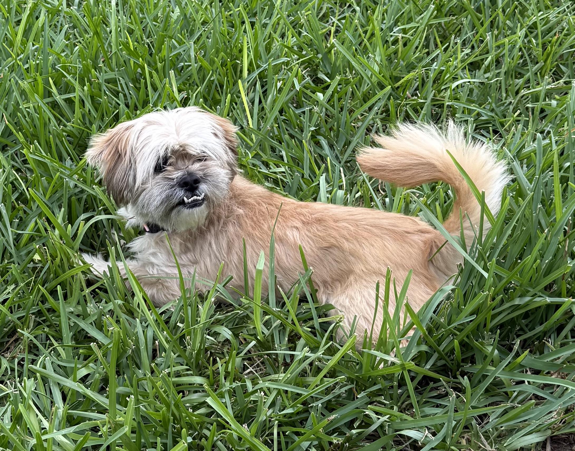 Enlarge Chewy, a Adopted mixed breed in Lebanon, NJ image 2/5