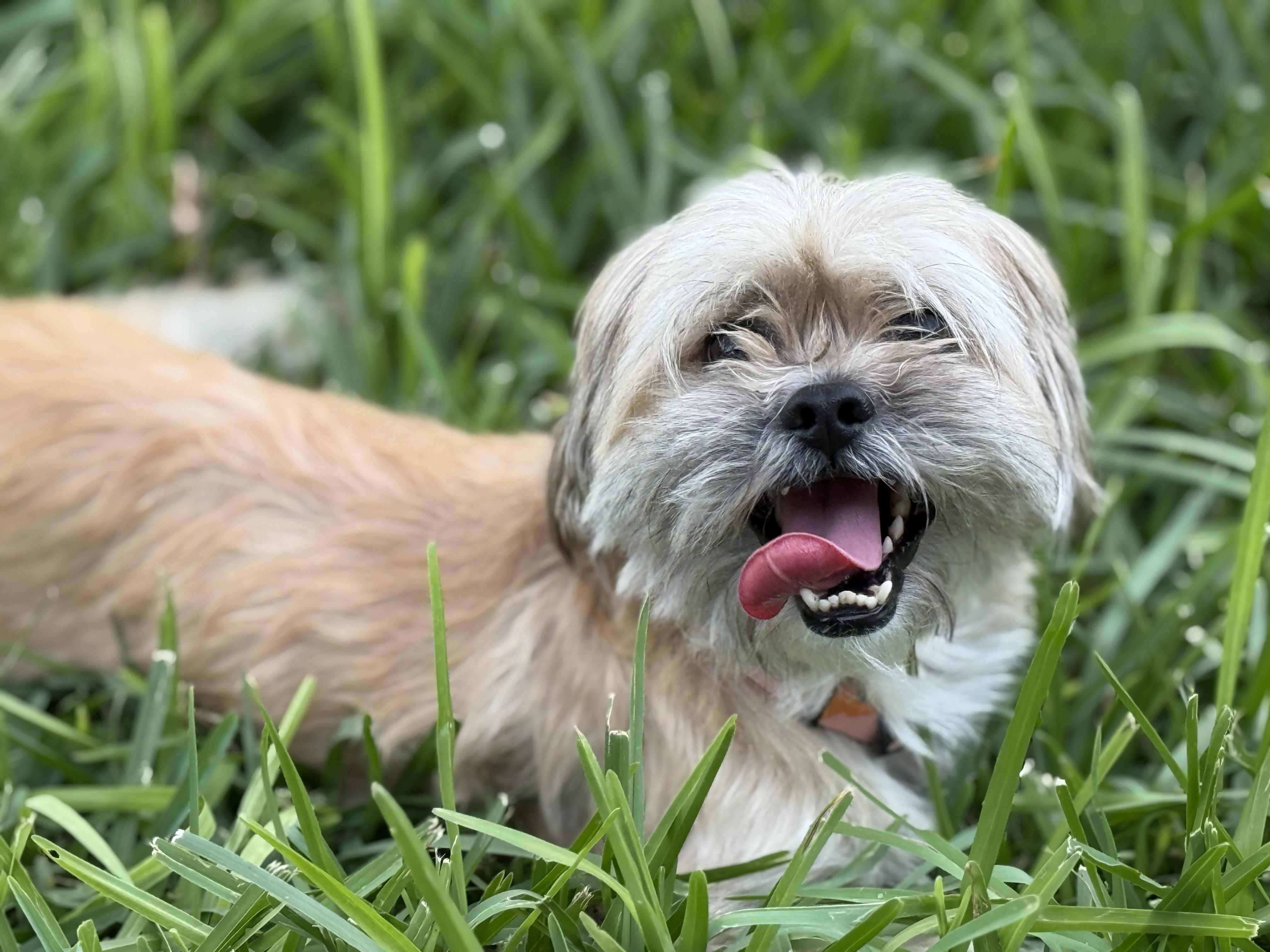 Enlarge Chewy, a Adopted mixed breed in Lebanon, NJ image 3/5