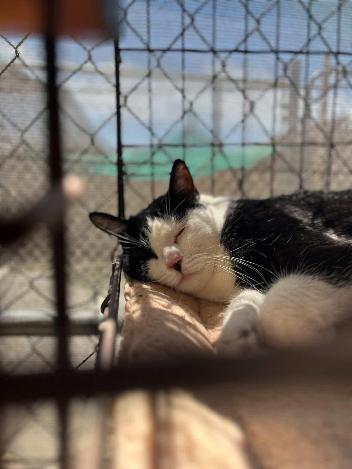 MEOWIE, a ADOPTABLE Domestic Short Hair in Joshua Tree, CA image 2/3