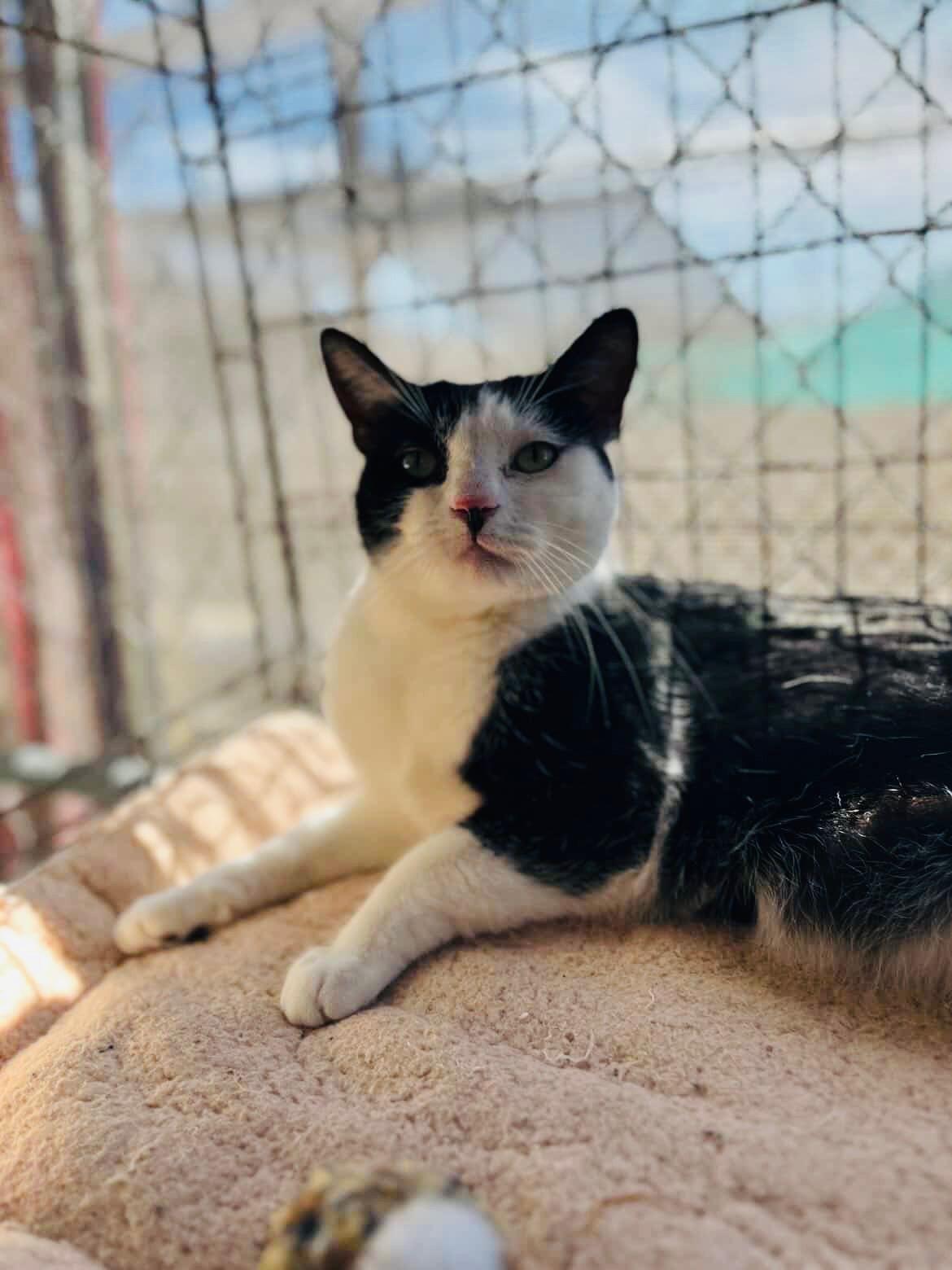MEOWIE, a ADOPTABLE Domestic Short Hair in Joshua Tree, CA image 1/3