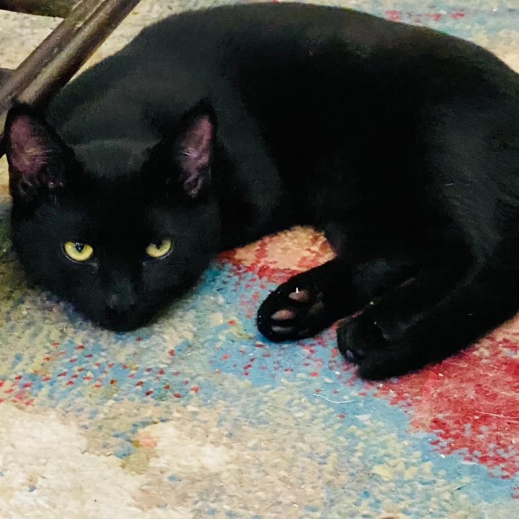 Ranger, Adoptable, Young Male Domestic Short Hair.