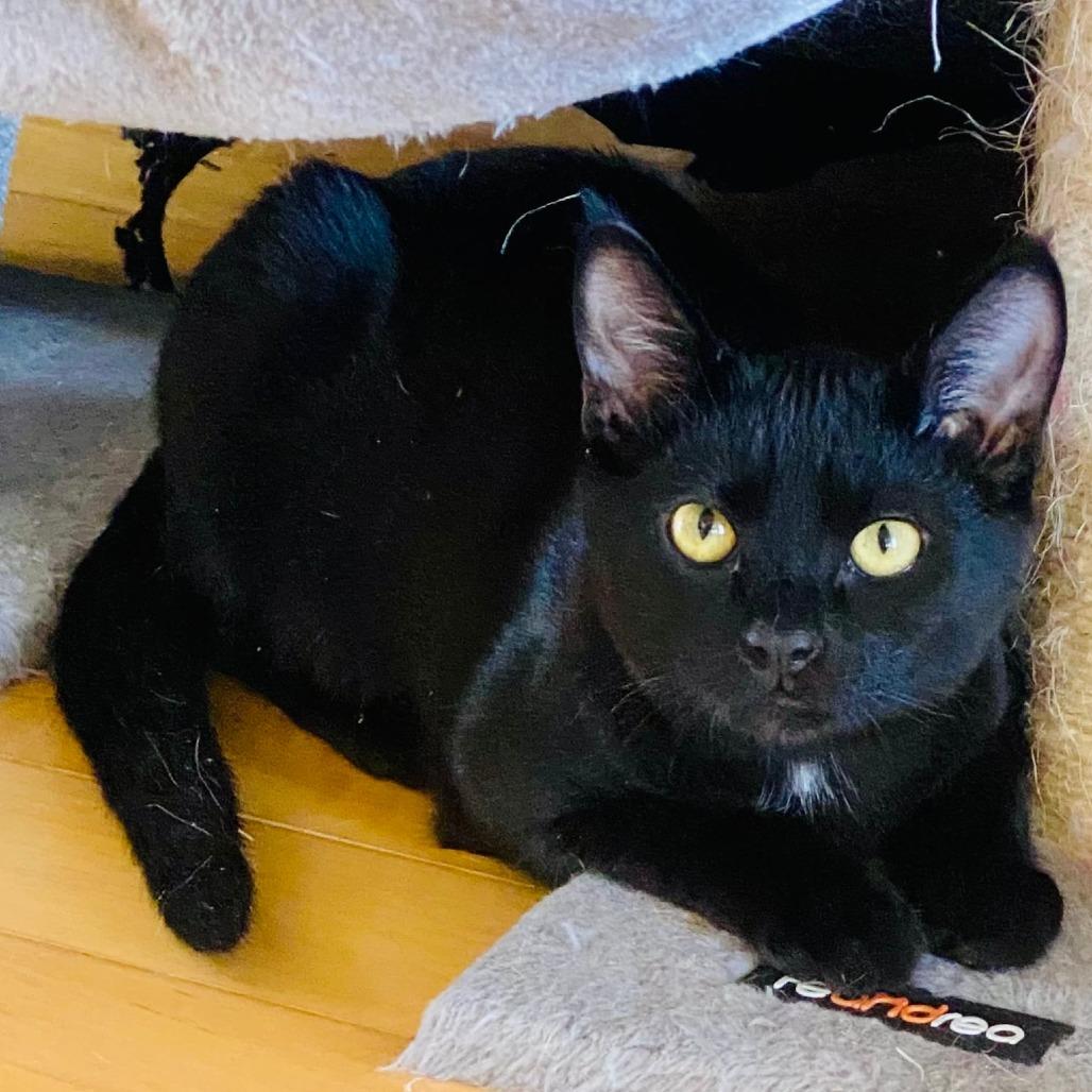 Ranger, a Adoptable Domestic Short Hair in Nampa, ID image 2/4