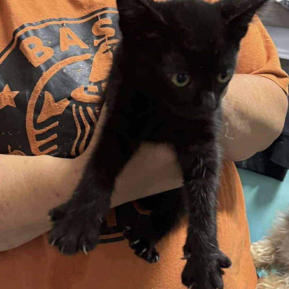 Ranger, a Adoptable Domestic Short Hair in Nampa, ID image 3/4