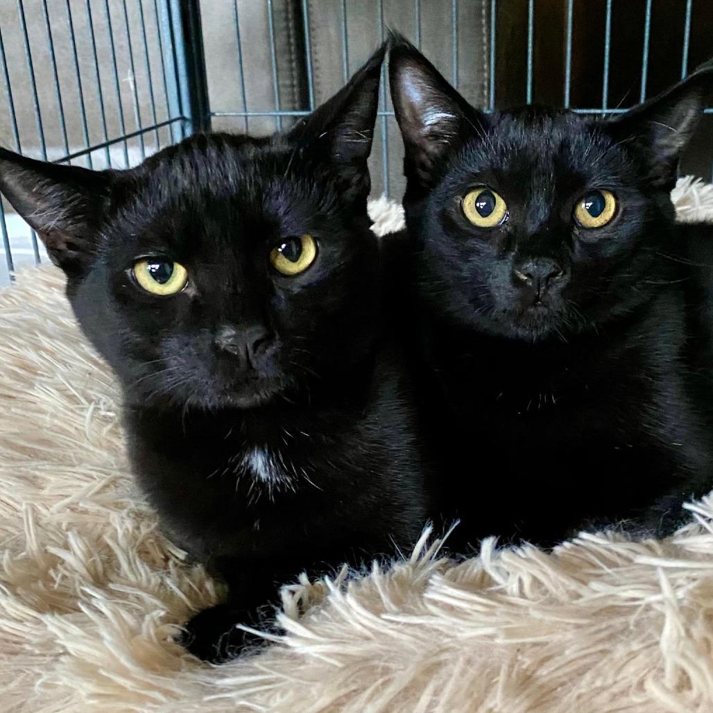 Ranger, a Adoptable Domestic Short Hair in Nampa, ID image 4/4