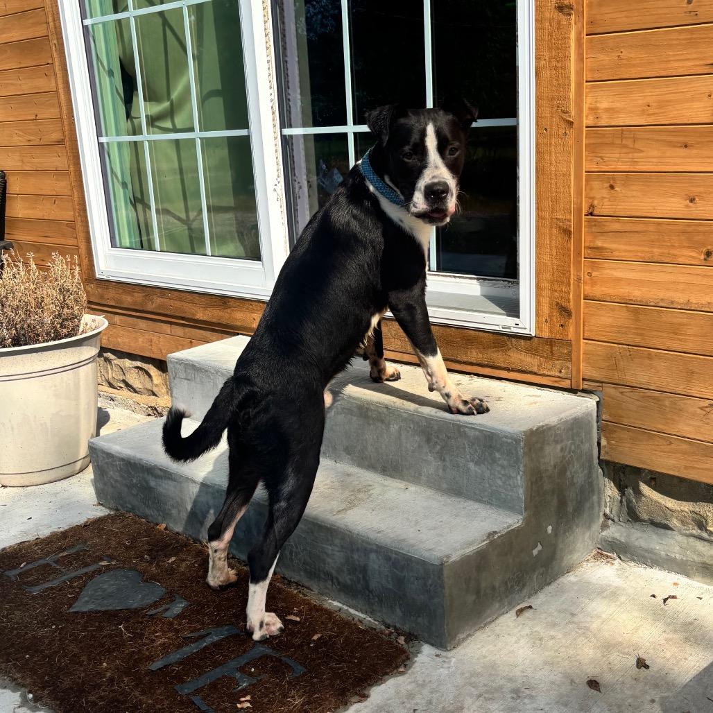 Enlarge Noss, a Adoptable mixed breed in Pittsburg, KS image 1/6