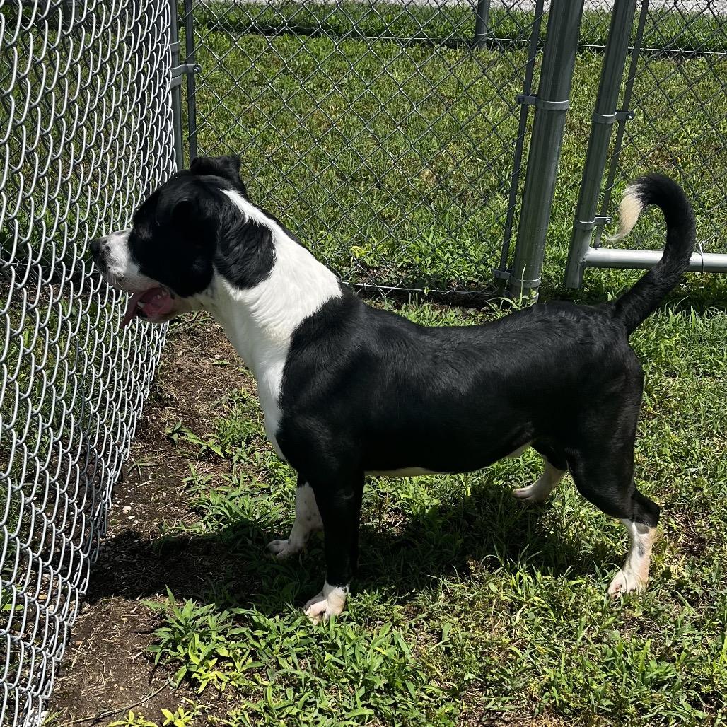 Enlarge Noss, a Adoptable mixed breed in Pittsburg, KS image 2/6