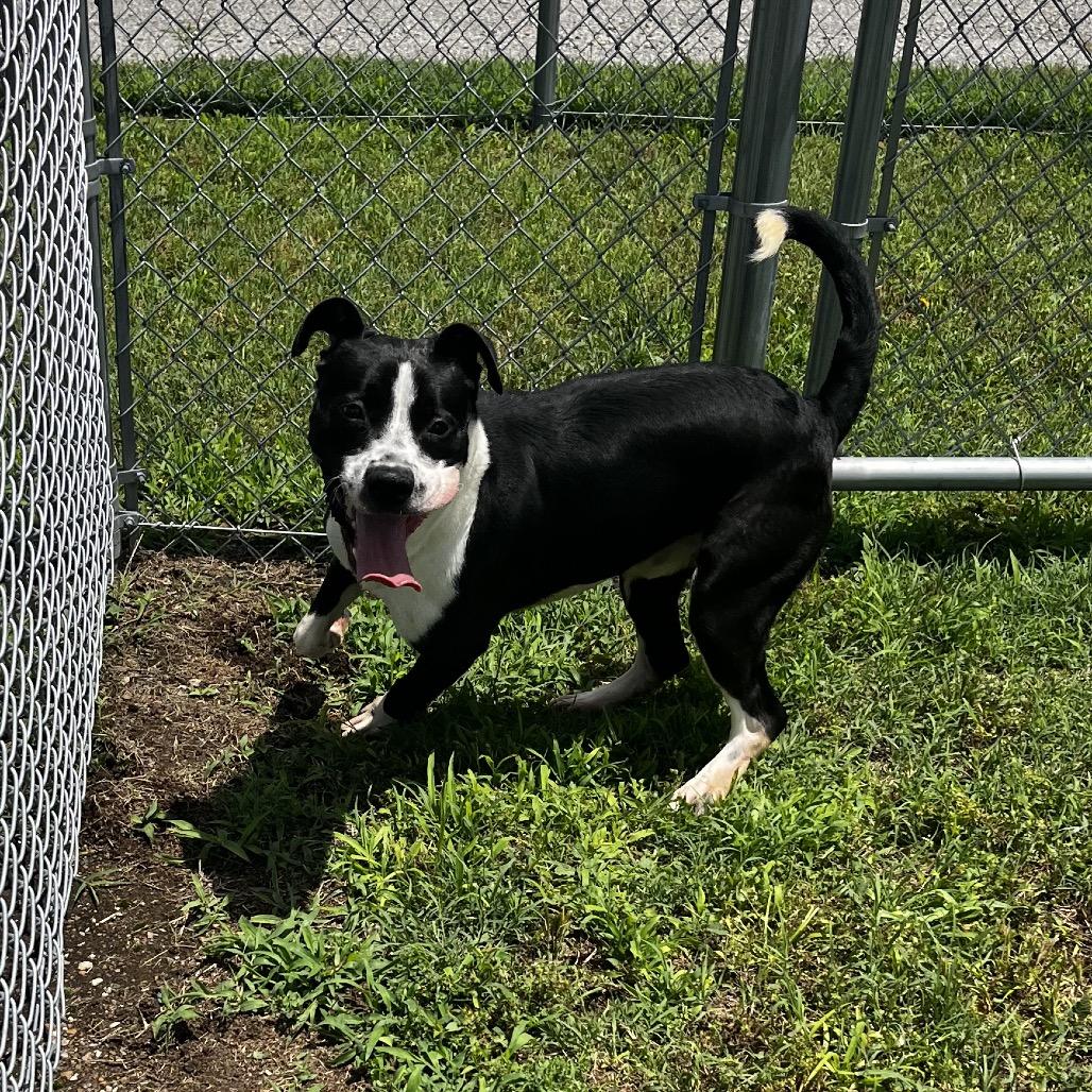 Enlarge Noss, a Adoptable mixed breed in Pittsburg, KS image 3/6
