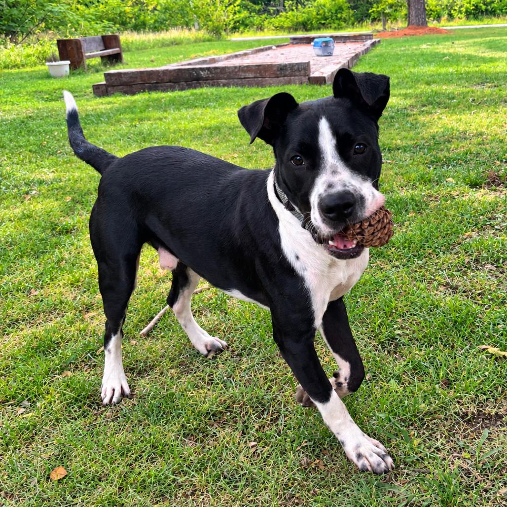 Enlarge Noss, a Adoptable mixed breed in Pittsburg, KS image 4/6