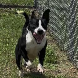 Enlarge Noss, a Adoptable mixed breed in Pittsburg, KS image 5/6